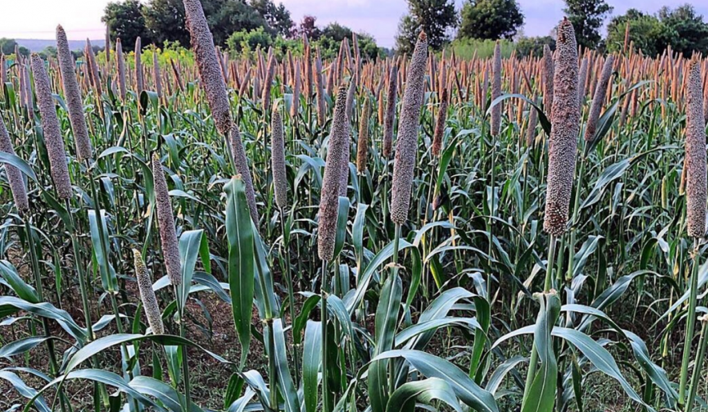 Which Is Better - Rice Or Millets?