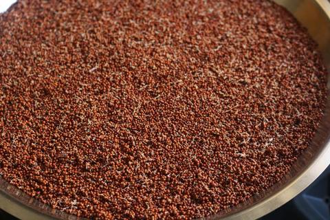 Sprouted ragi grains